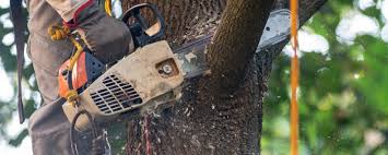 Tree and Shrub Care in Las Cruces, NM